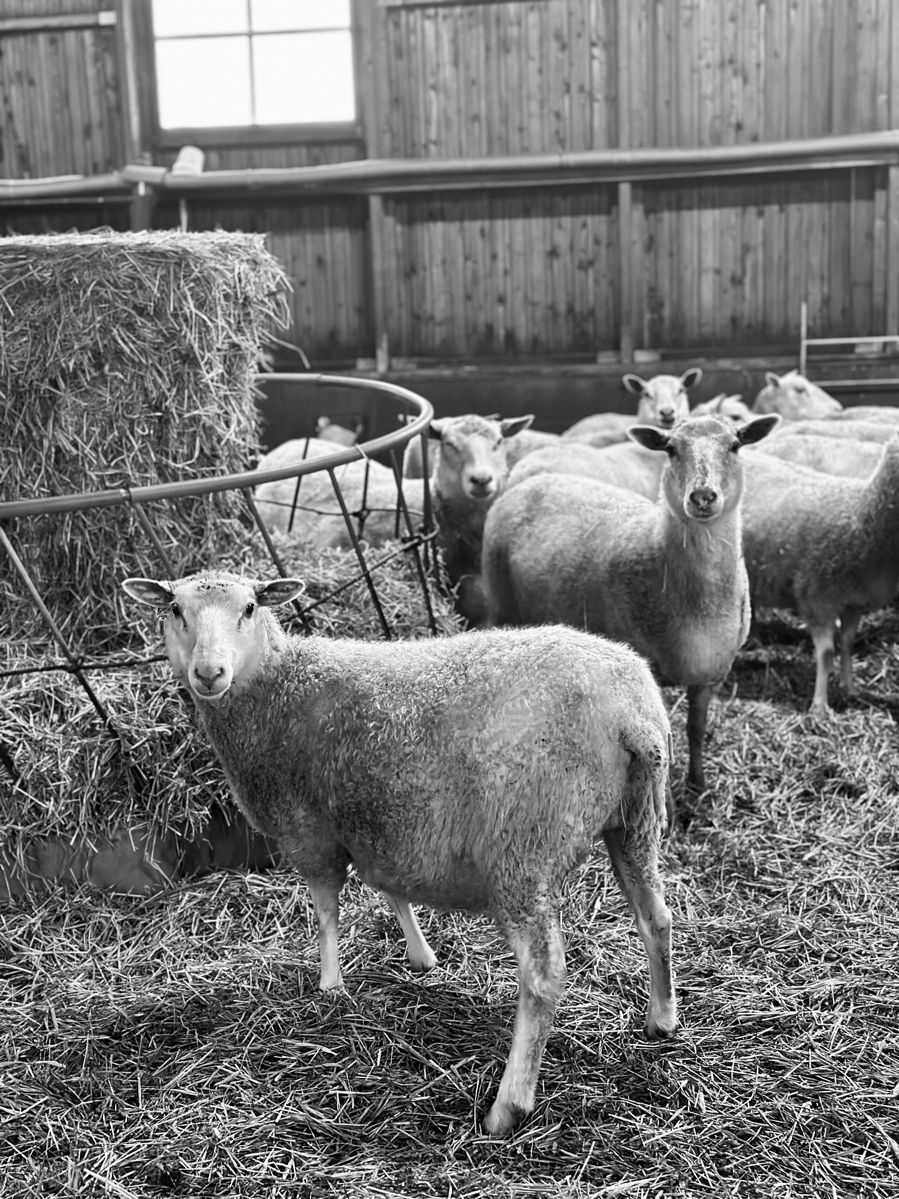 Kuvassa on lampaita, jotka kuvaavat Armo Yarns lankakaupan eläinystävällisiä arvoja.